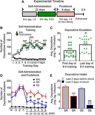 Escalated Oxycodone Self-Administration and Punishment: Differential Expression of Opioid Receptors and Immediate Early Genes in the Rat Dorsal Striatum and Prefrontal Cortex